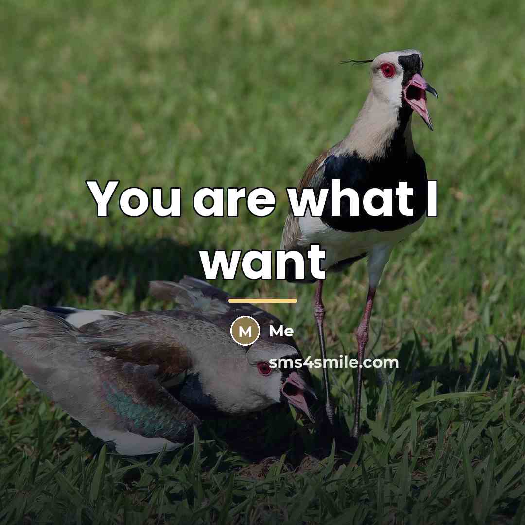“You are what I want…” quote by Me