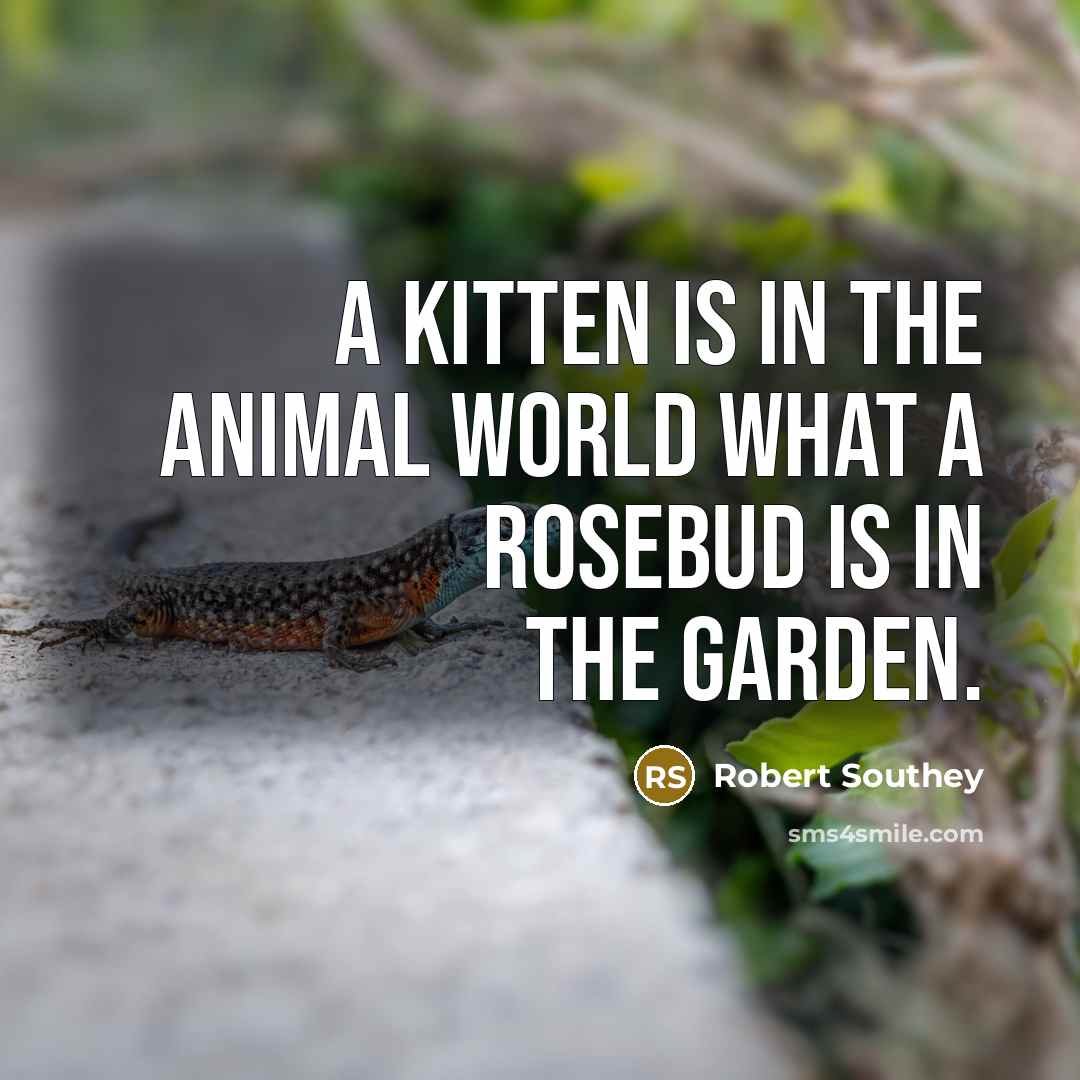 “A kitten is in the animal world what a rosebud…” quote by Robert Southey
