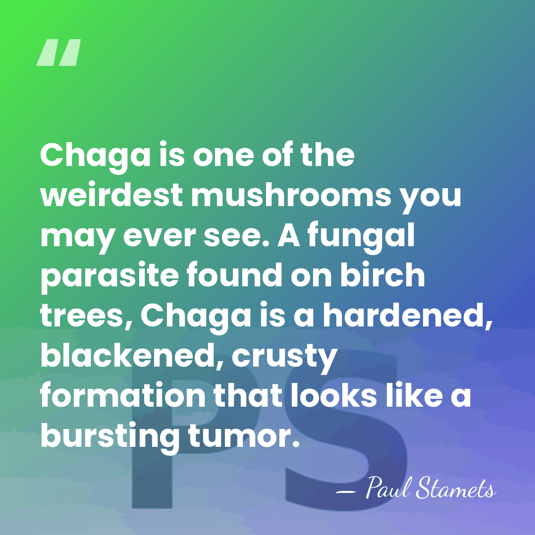 Chaga is one of the weirdest mushrooms you may ever see. A&hellip; - Paul Stamets