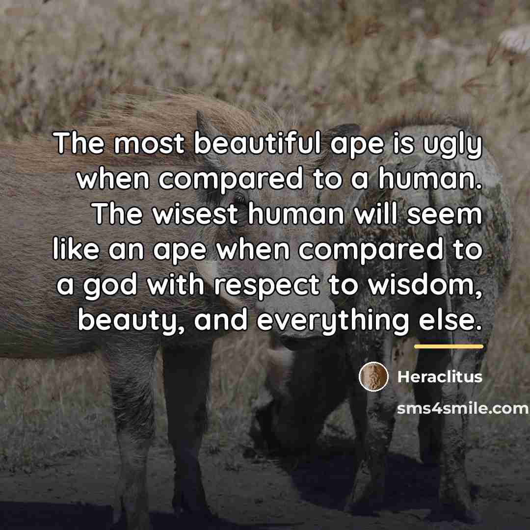“The most beautiful ape is ugly when compared to a…” quote by Heraclitus