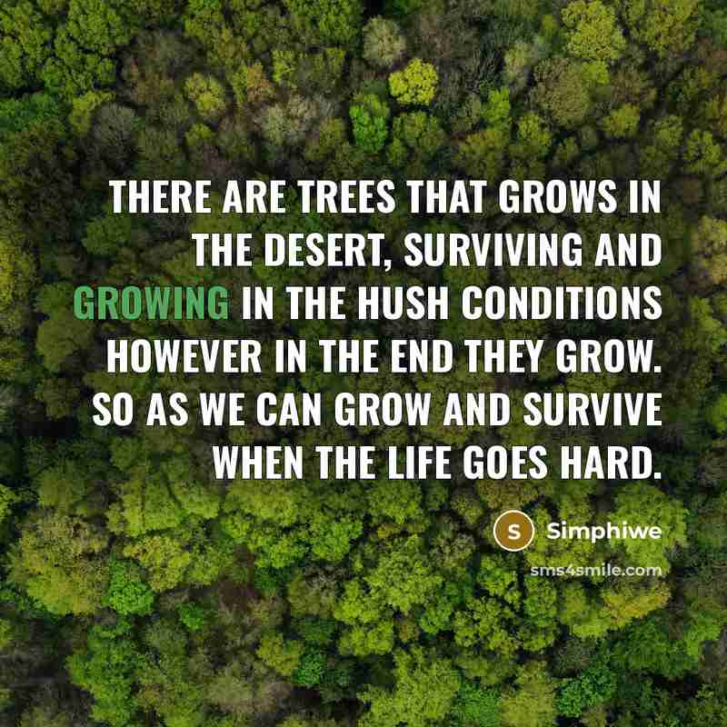 “There are trees that grows in the desert, surviving and growing in the hush conditions however in the end they grow. So as we can grow and survive when the life goes hard.” quote by Simphiwe