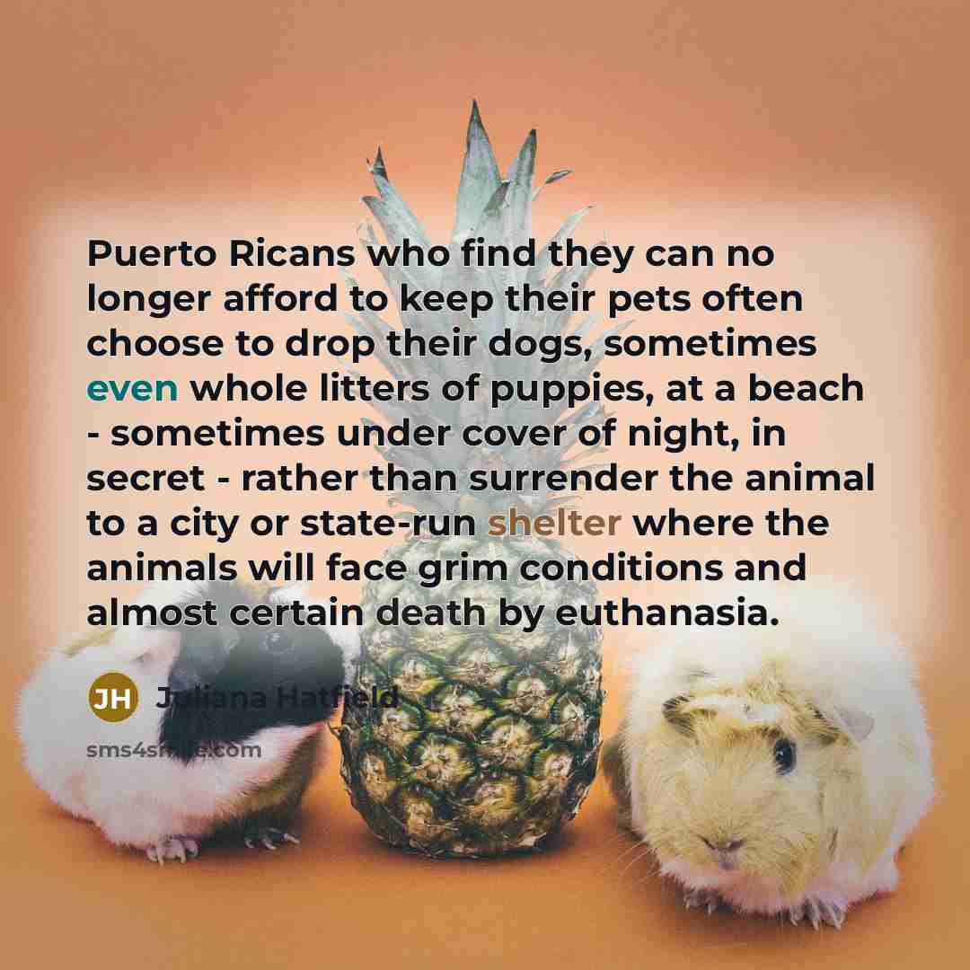“Puerto Ricans who find they can no longer afford to…” quote by Juliana Hatfield