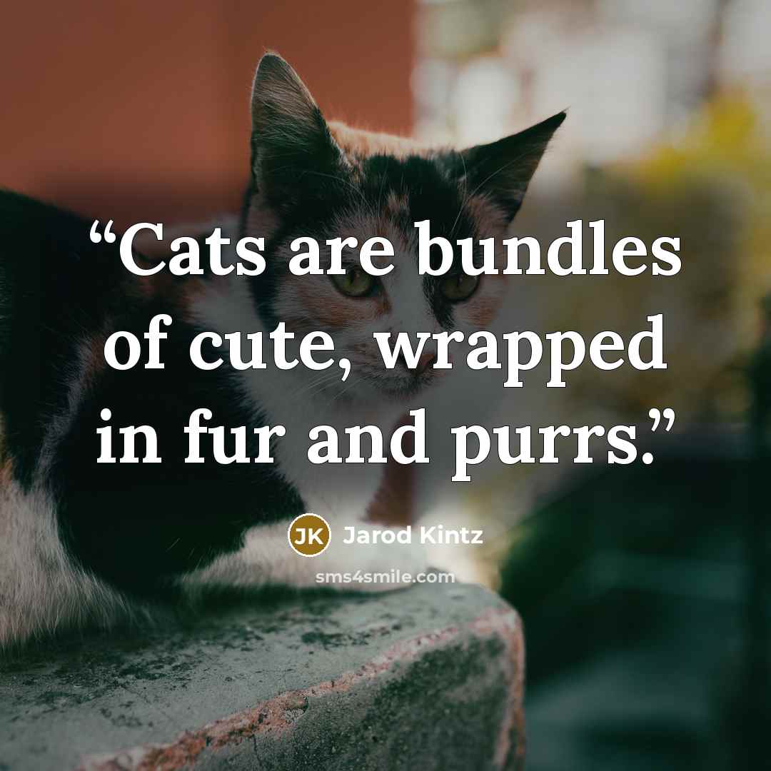 “Cats are bundles of cute, wrapped in fur and purrs.” quote by Jarod Kintz