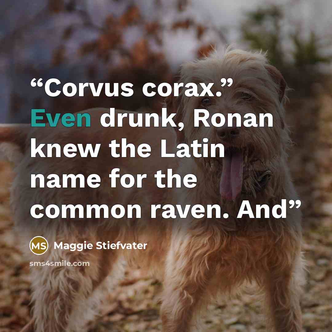 “Corvus corax.” Even drunk, Ronan knew the Latin name for the common raven. And” quote by Maggie Stiefvater