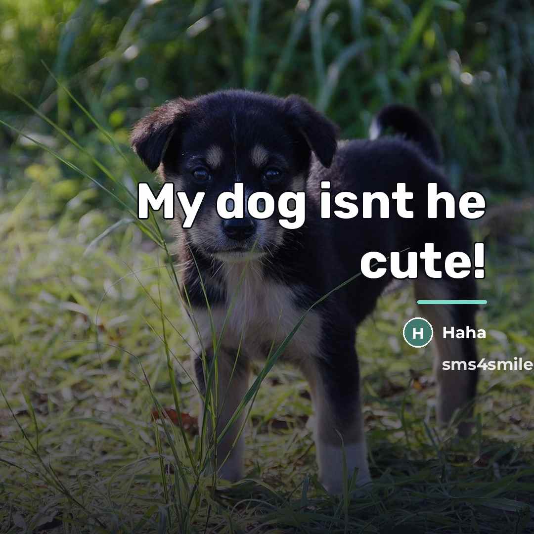 “My dog isnt he cute!…” quote by Haha