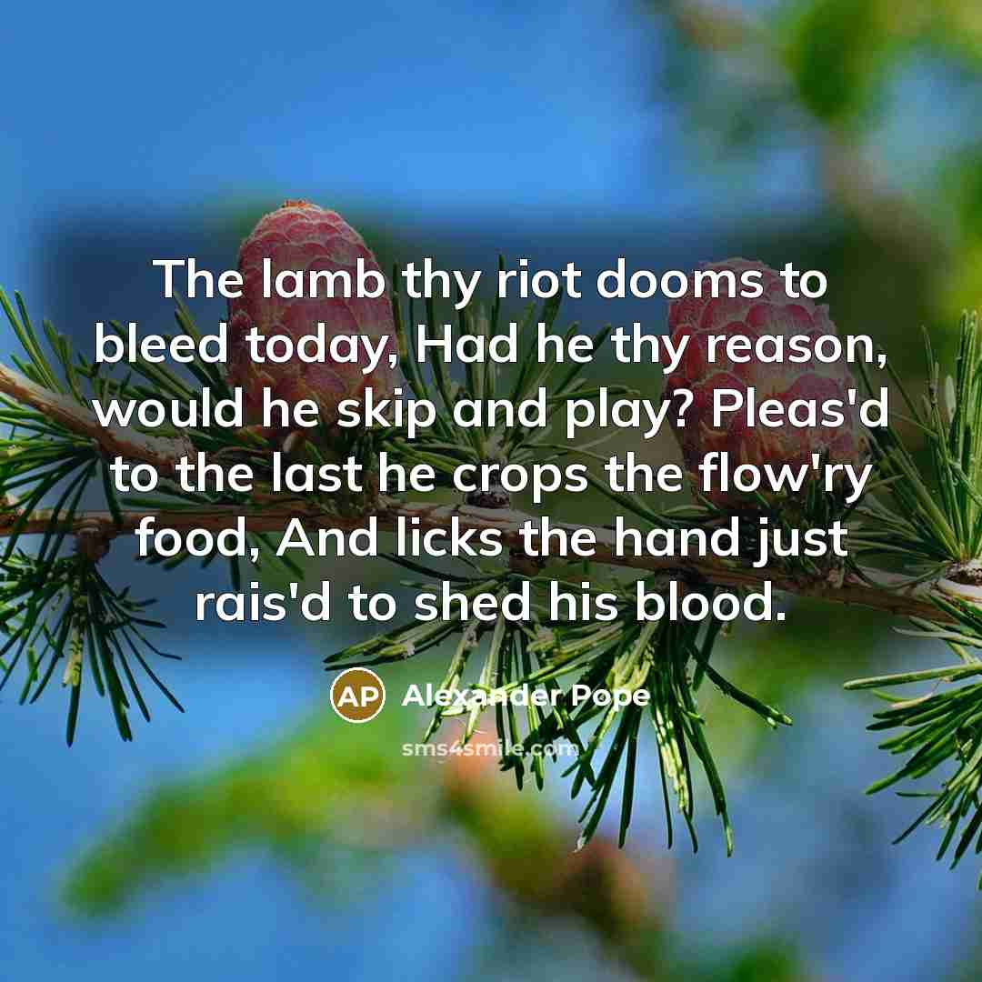 “The lamb thy riot dooms to bleed today, Had he…” quote by Alexander Pope