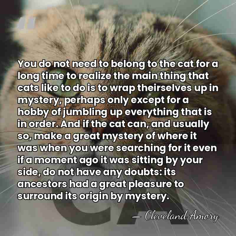 You do not need to belong to the cat for a long&hellip; - Cleveland Amory