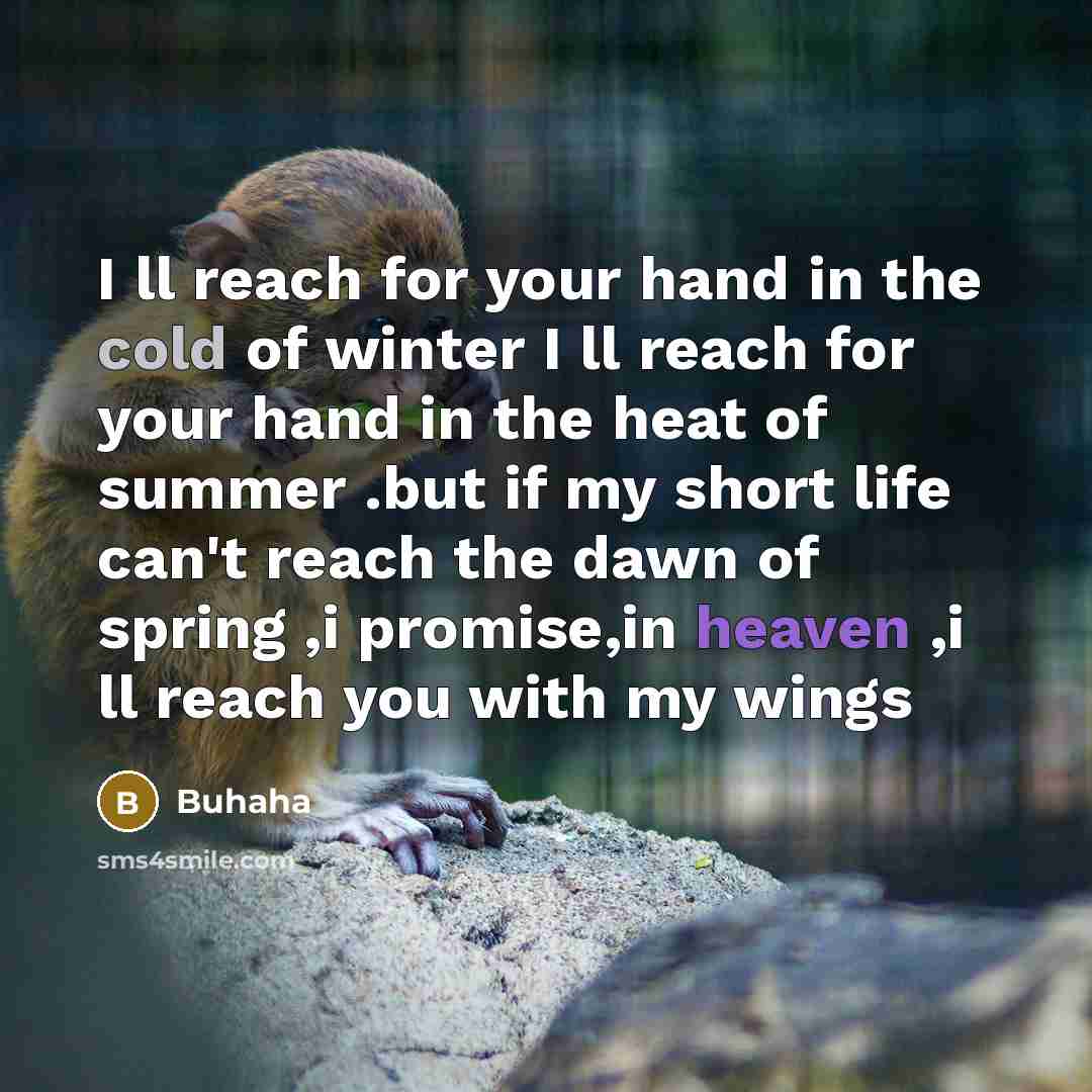 “I ll reach for your hand in the cold of winter I ll reach for your hand in the heat of summer .but if my short life can't reach the dawn of spring ,i promise,in heaven ,i ll reach you with my wings” quote by Buhaha