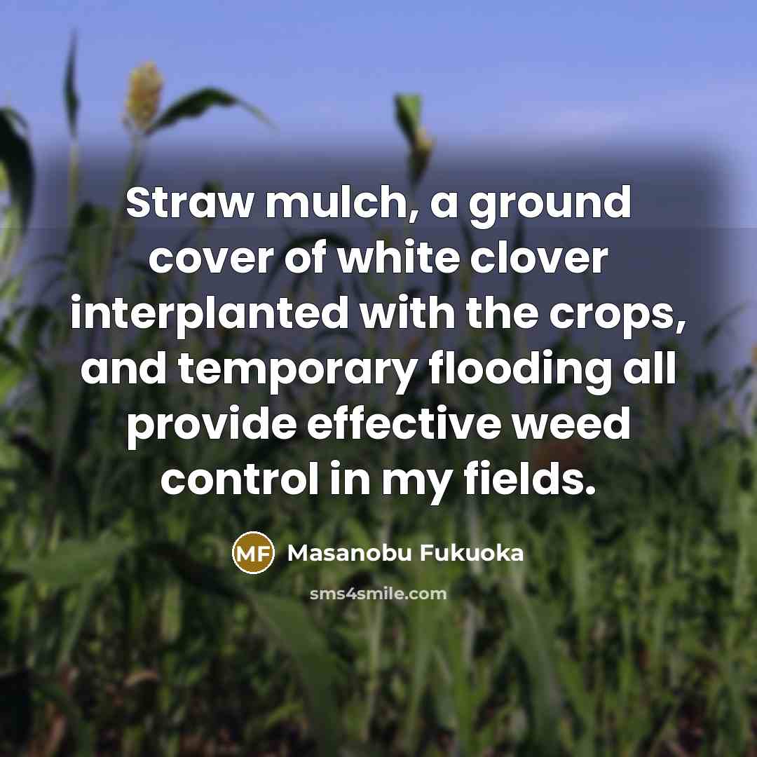 “Straw mulch, a ground cover of white clover interplanted with…” quote by Masanobu Fukuoka