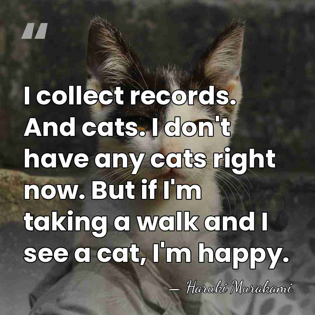 I collect records. And cats. I don't have any cats right now.&hellip; - Haruki Murakami
