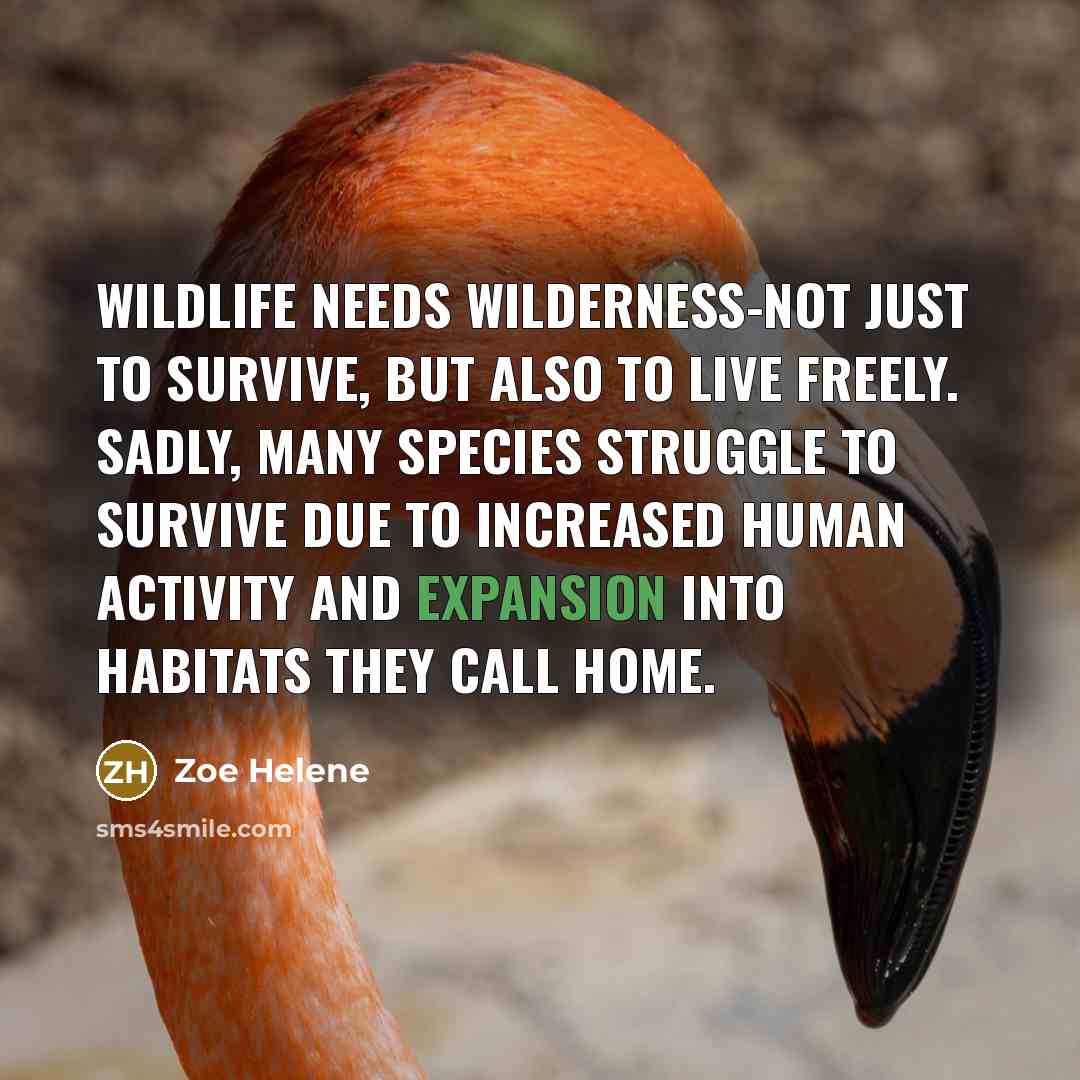 “Wildlife needs wilderness-not just to survive, but also to live…” quote by Zoe Helene
