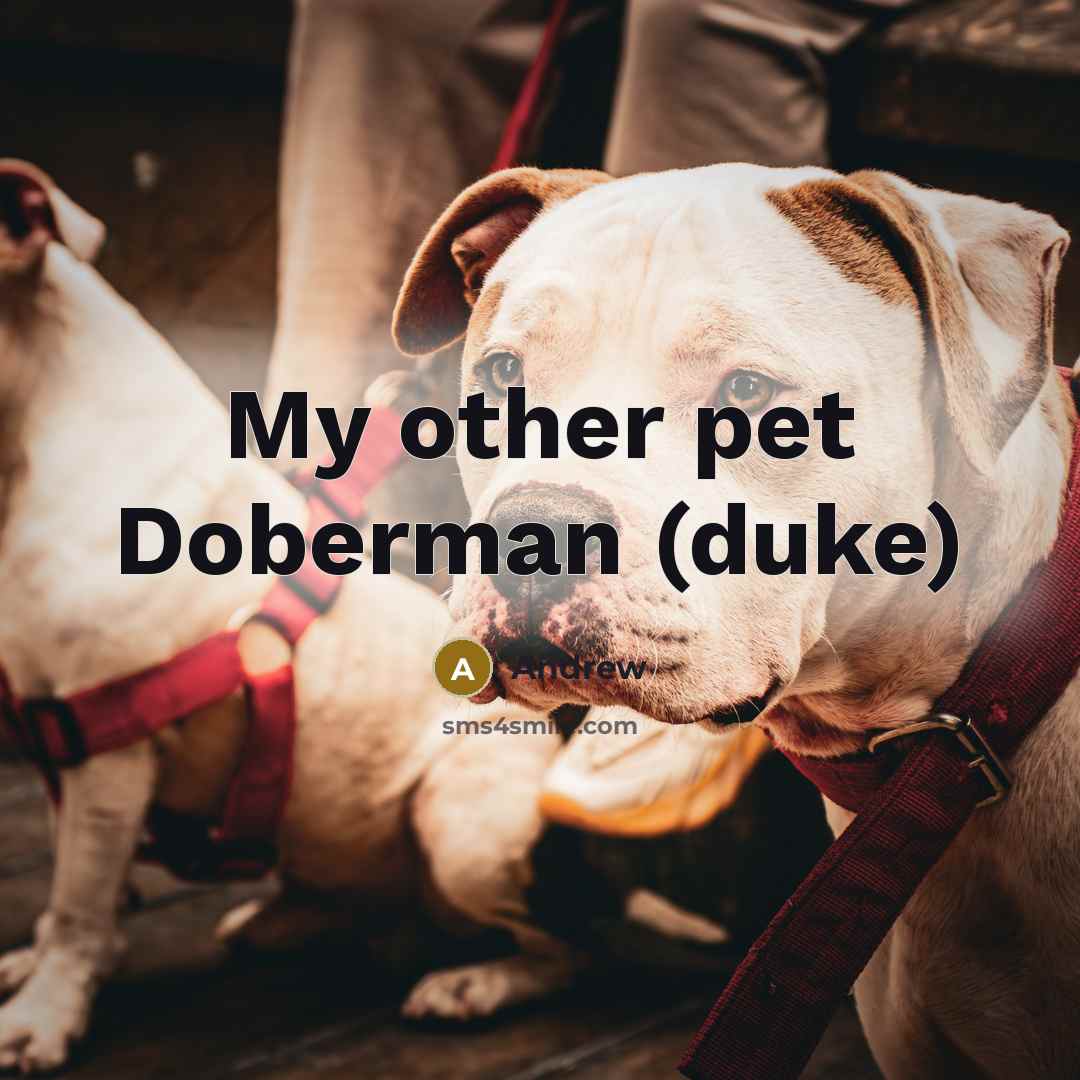 “My other pet Doberman (duke)…” quote by Andrew