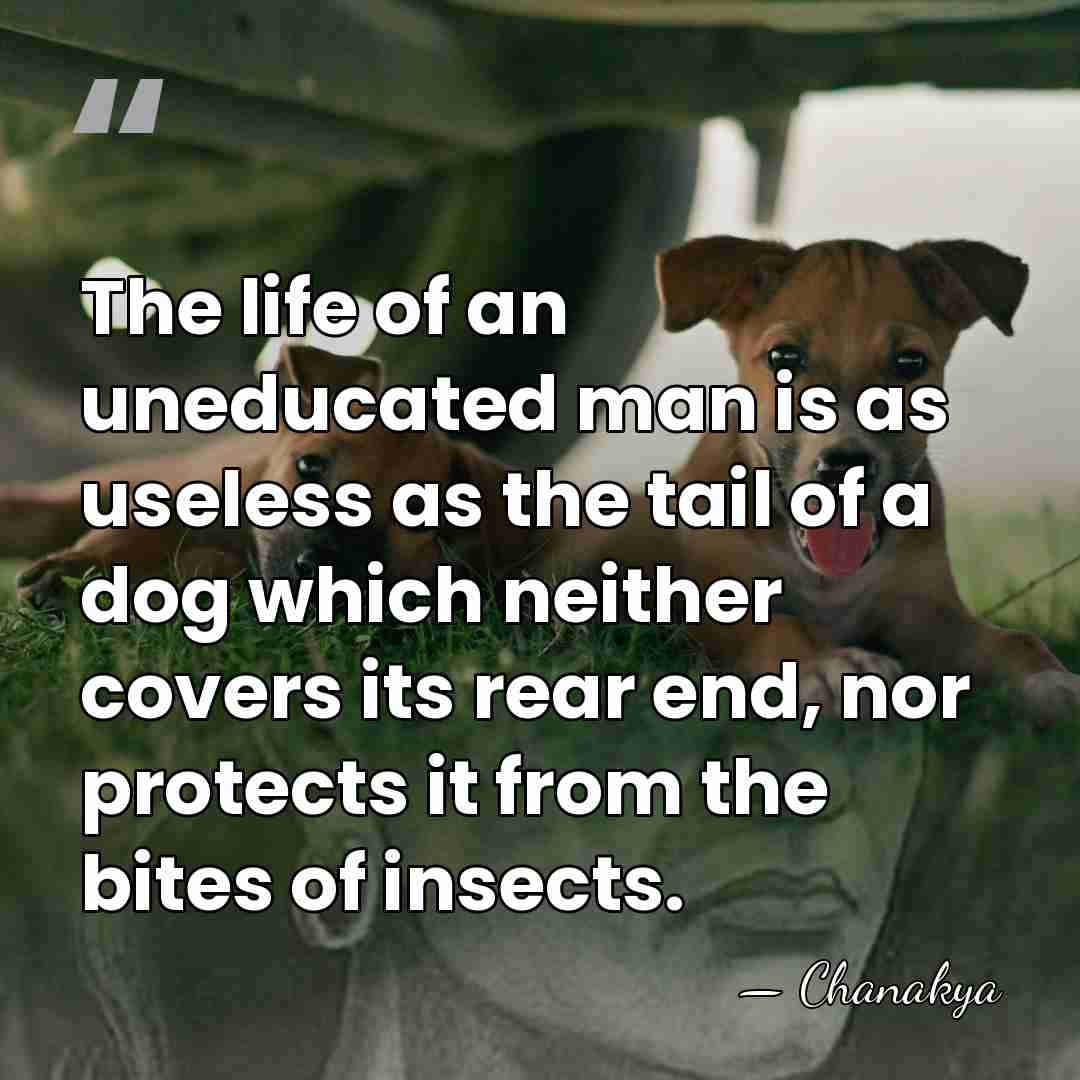 The life of an uneducated man is as useless as the tail&hellip; - Chanakya