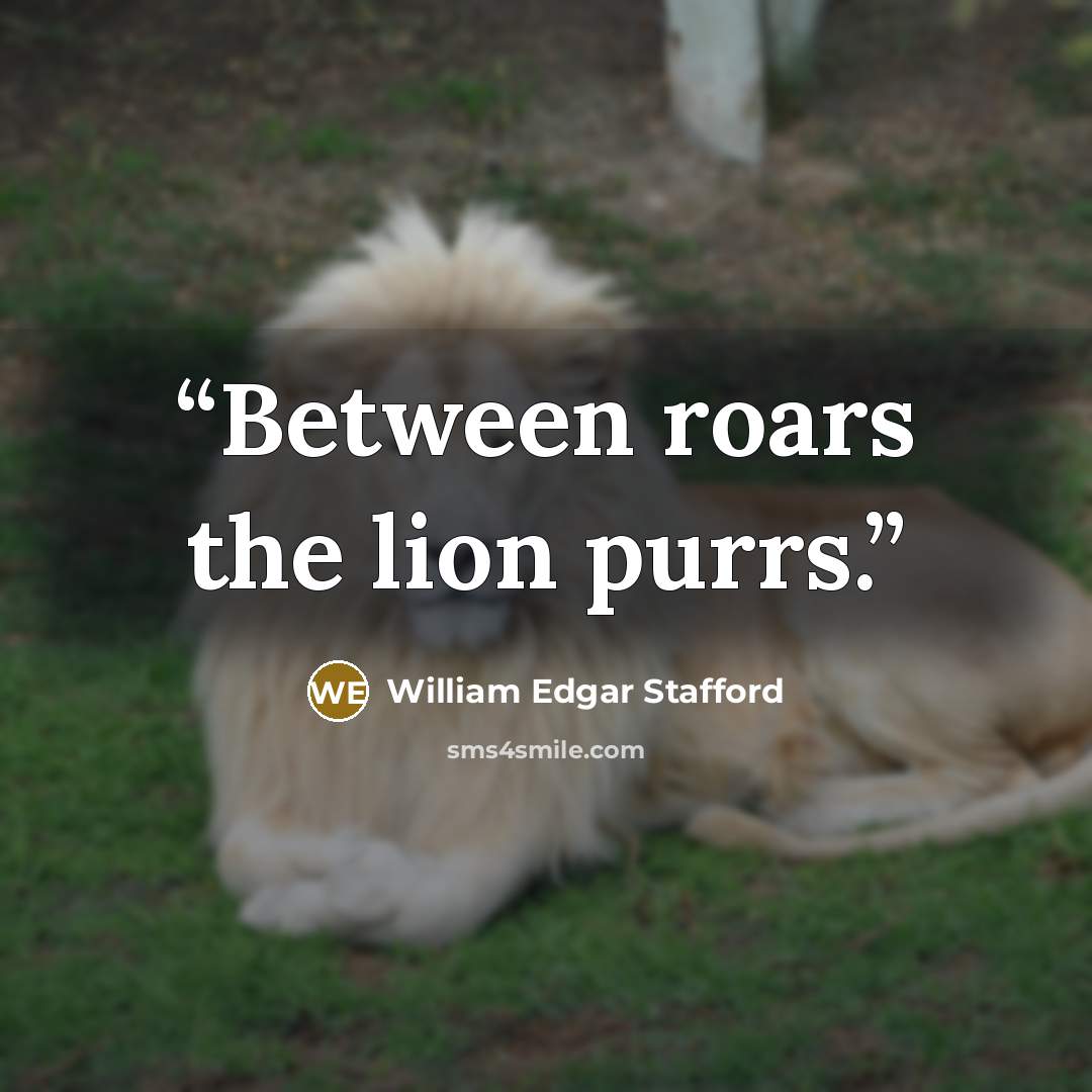“Between roars the lion purrs.” quote by William Edgar Stafford