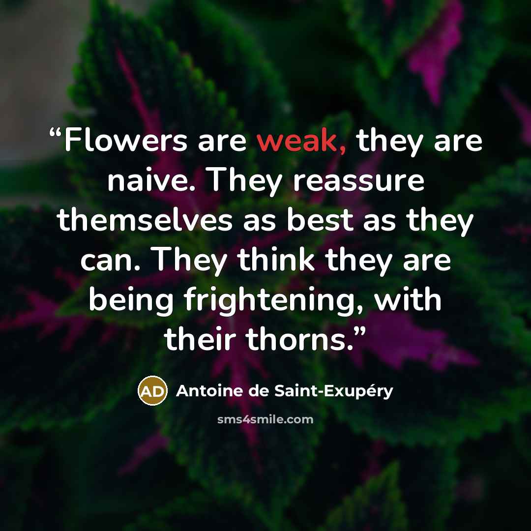 “Flowers are weak, they are naive. They reassure themselves as best as they can. They think they are being frightening, with their thorns.” quote by Antoine de Saint-Exupéry