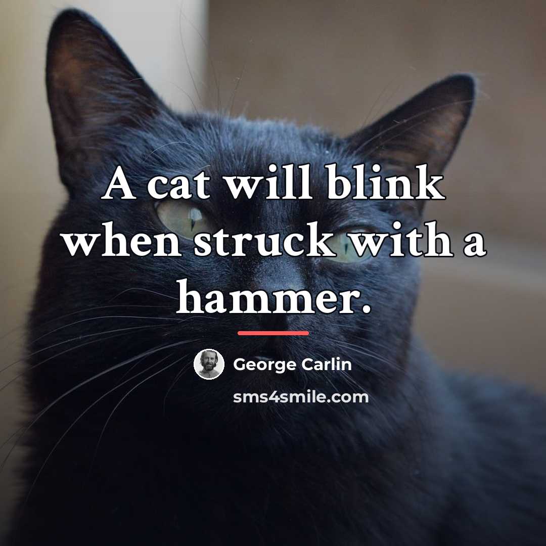 “A cat will blink when struck with a hammer.…” quote by George Carlin