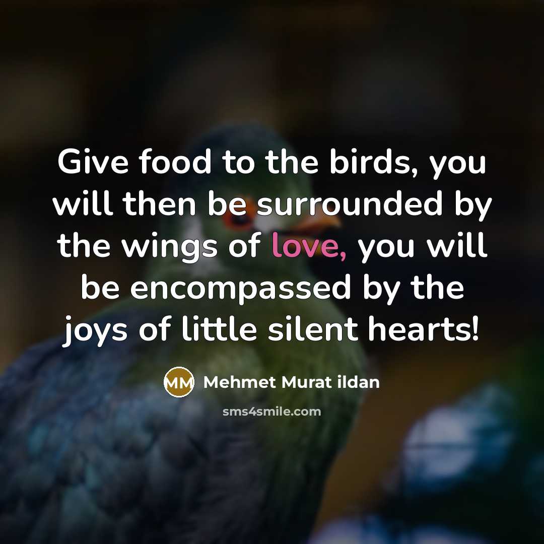 “Give food to the birds, you will then be surrounded…” quote by Mehmet Murat Ildan