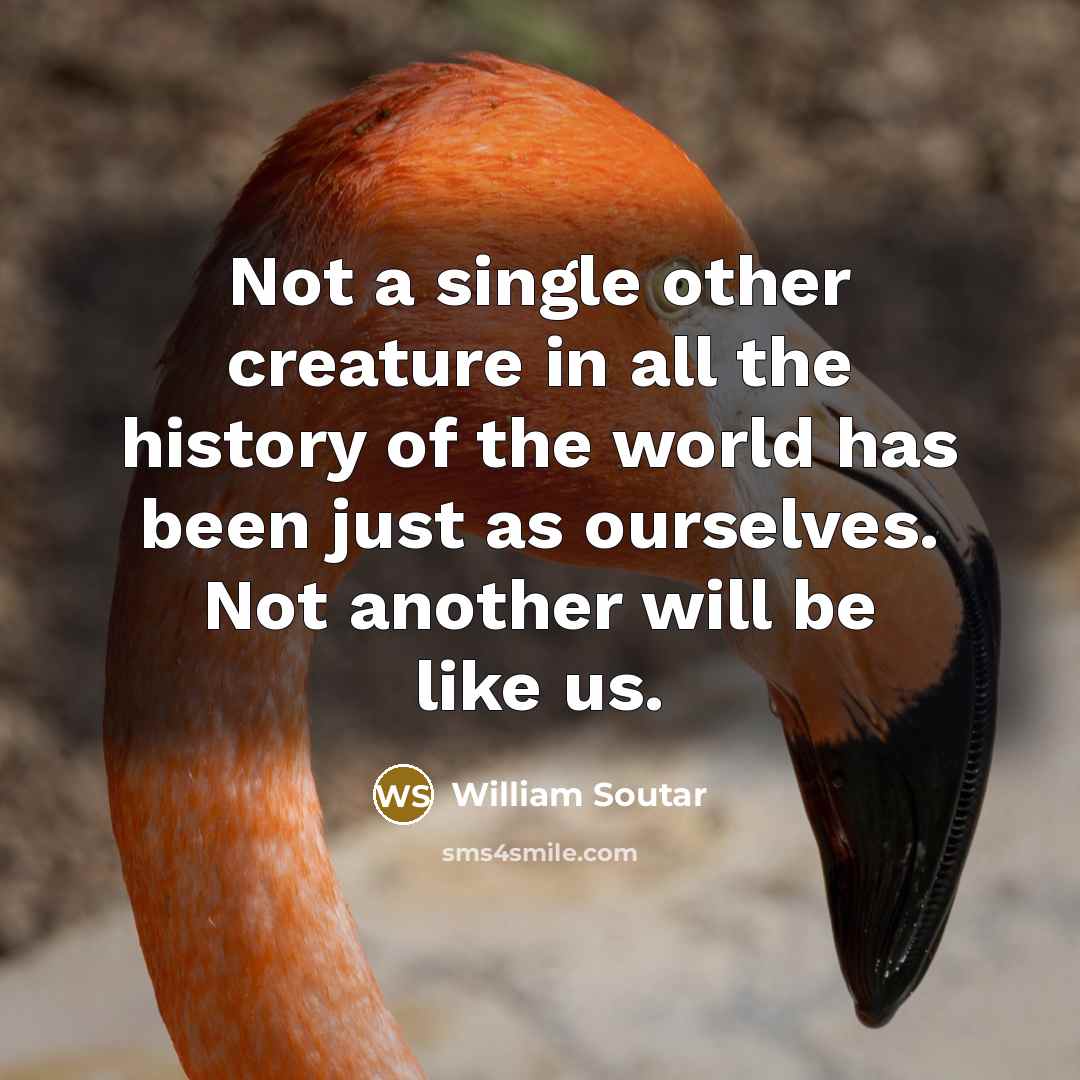 “Not a single other creature in all the history of…” quote by William Soutar