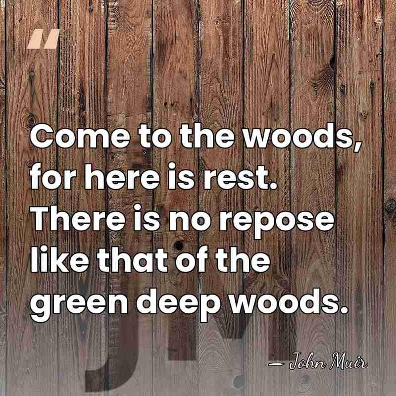 Come to the woods, for here is rest. There is no repose&hellip; - John Muir