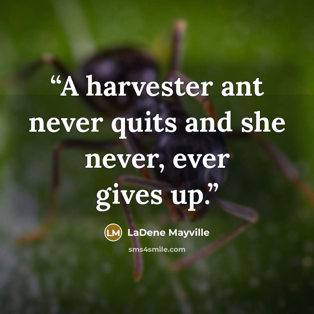 “A harvester ant never quits and she never, ever gives up.” quote by LaDene Mayville