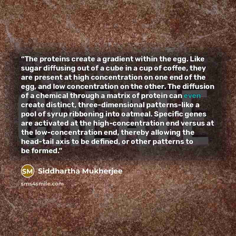 “The proteins create a gradient within the egg. Like sugar diffusing out of a cube in a cup of coffee, they are present at high concentration on one end of the egg, and low concentration on the other. The diffusion of a chemical through a matrix of protein can even create distinct…” quote by Siddhartha Mukherjee