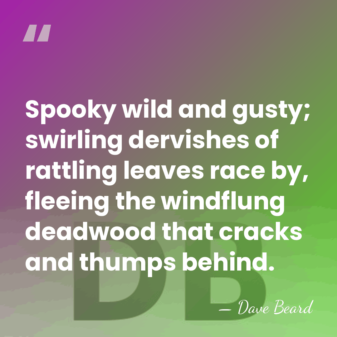 Spooky wild and gusty; swirling dervishes of rattling leaves race by, fleeing&hellip; - Dave Beard