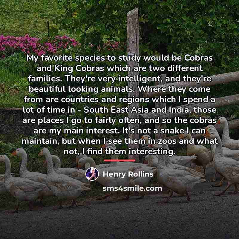 “My favorite species to study would be Cobras and King…” quote by Henry Rollins