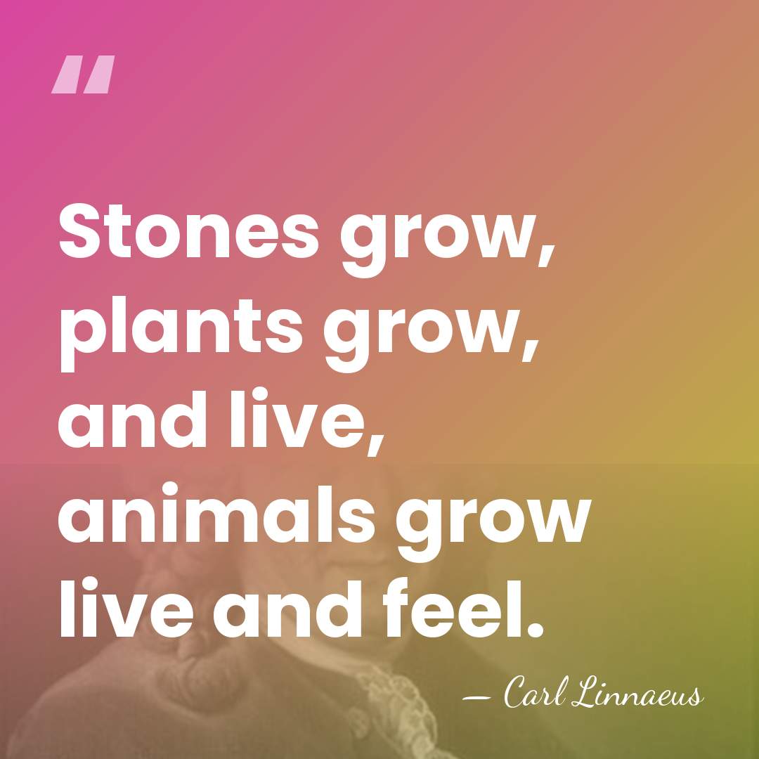 Stones grow, plants grow, and live, animals grow live and feel. - Carl Linnaeus