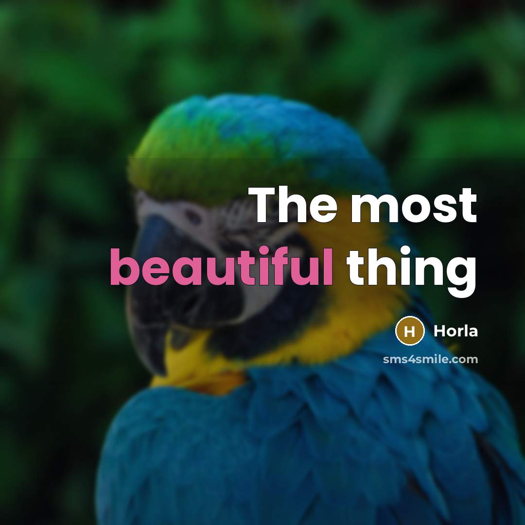“The most beautiful thing…” quote by Horla