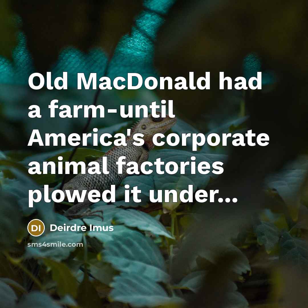 “Old MacDonald had a farm-until America's corporate animal factories plowed…” quote by Deirdre Imus