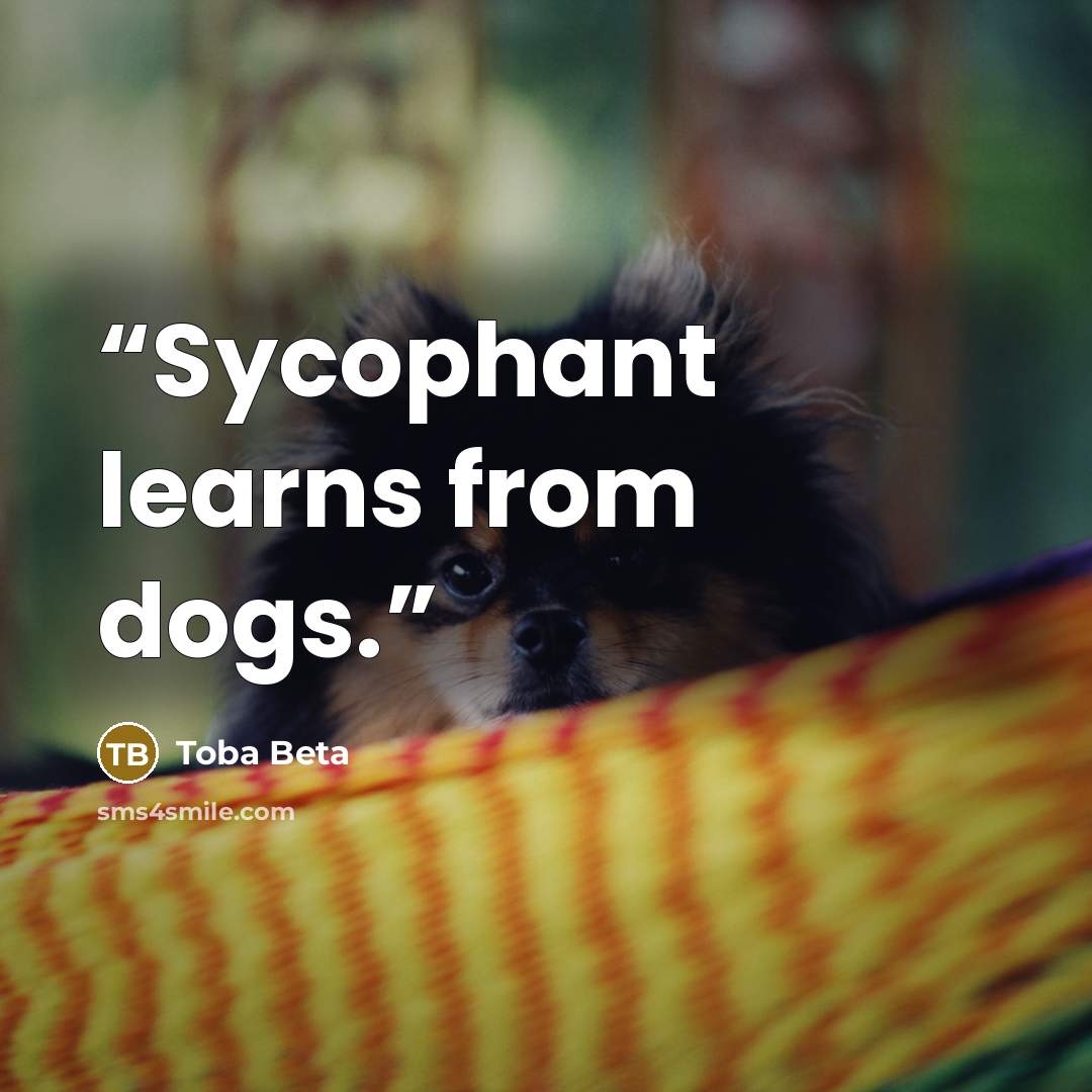 “Sycophant learns from dogs.” quote by Toba Beta
