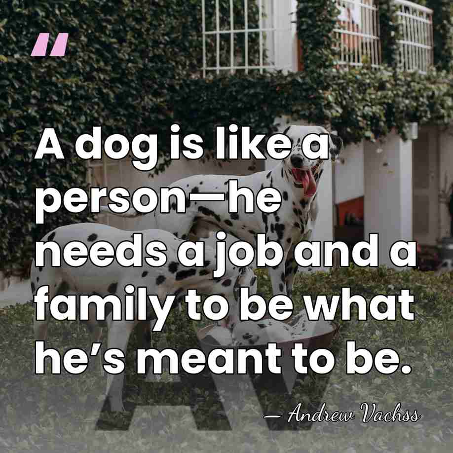 A dog is like a person—he needs a job and a family&hellip; - Andrew Vachss