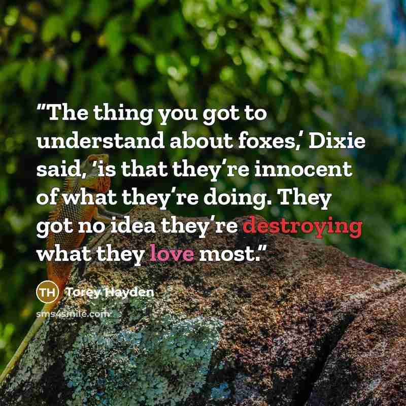 “The thing you got to understand about foxes,’ Dixie said, ‘is that they’re innocent of what they’re doing. They got no idea they’re destroying what they love most.” quote by Torey Hayden