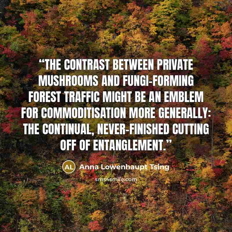 “The contrast between private mushrooms and fungi-forming forest traffic might be an emblem for commoditisation more generally: the continual, never-finished cutting off of entanglement.” quote by Anna Lowenhaupt Tsing