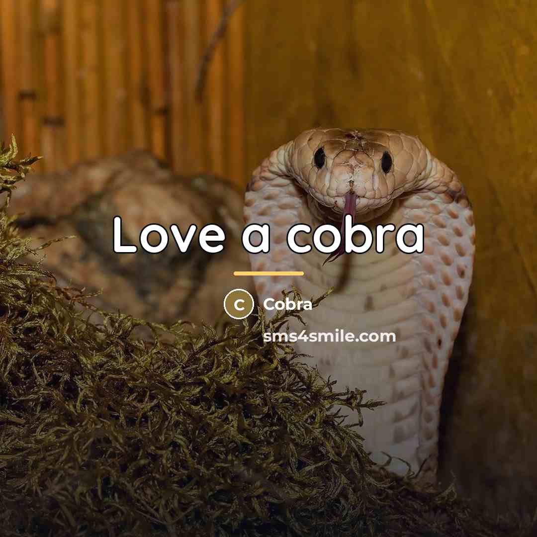 “Love a cobra…” quote by Cobra