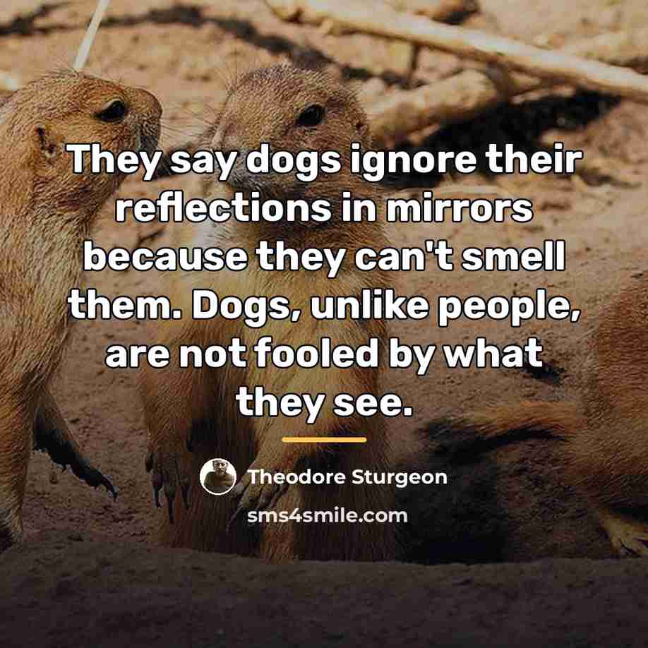 “They say dogs ignore their reflections in mirrors because they…” quote by Theodore Sturgeon