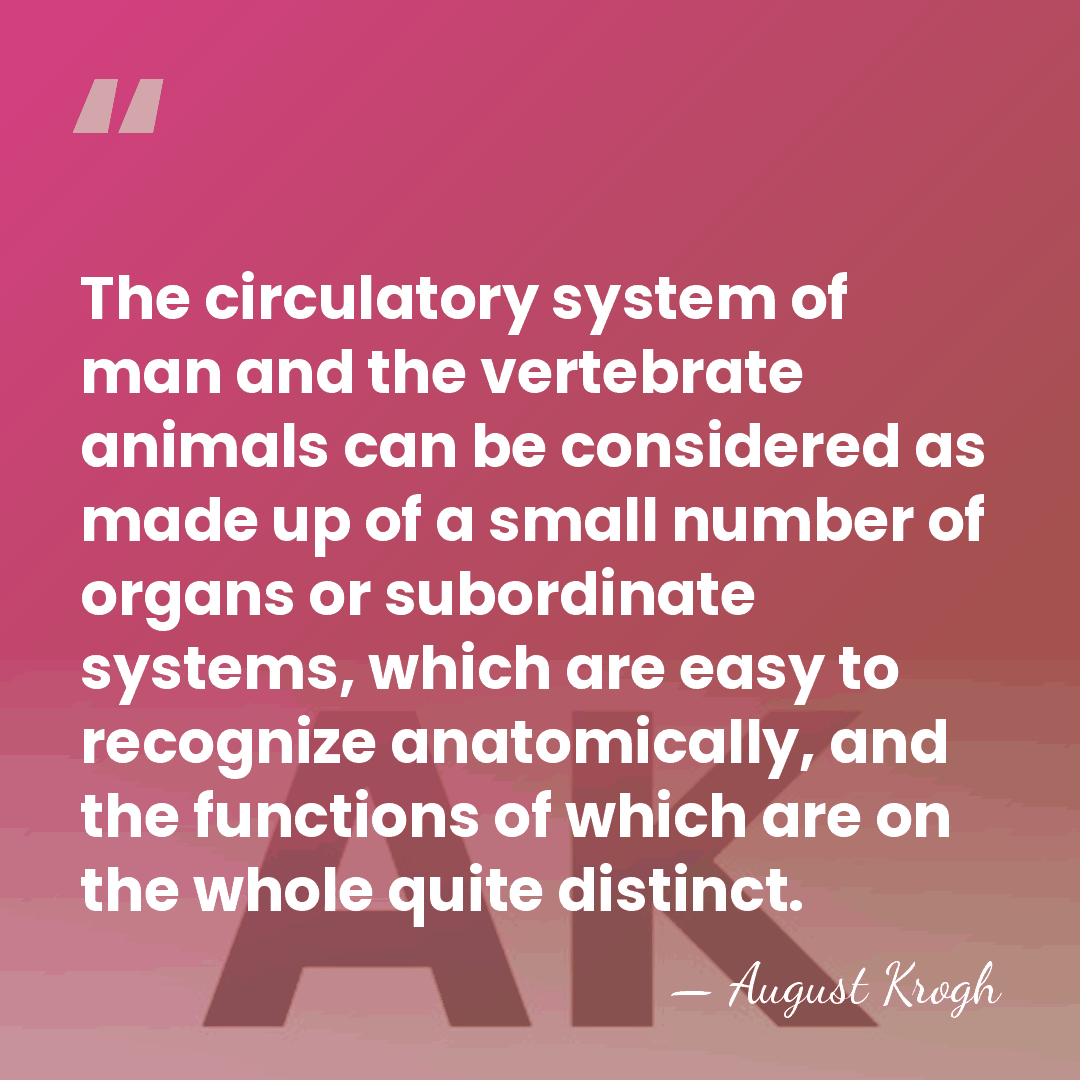 The circulatory system of man and the vertebrate animals can be considered&hellip; - August Krogh