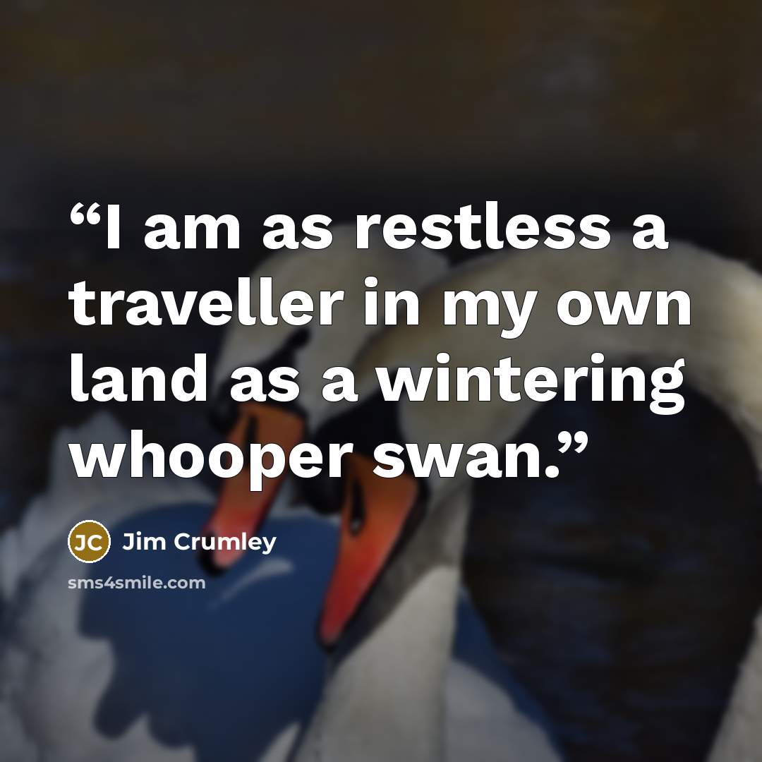 “I am as restless a traveller in my own land as a wintering whooper swan.” quote by Jim Crumley