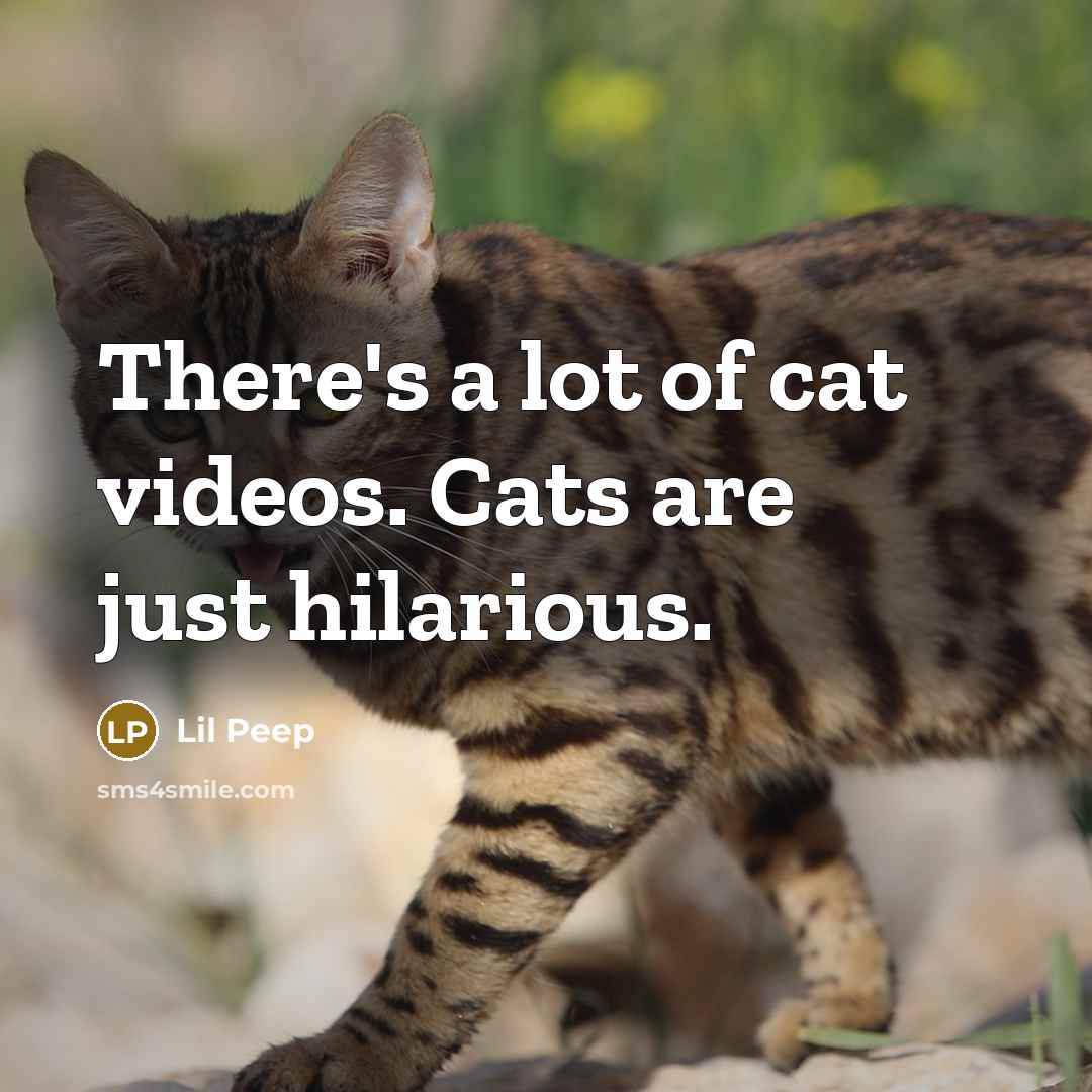 “There's a lot of cat videos. Cats are just hilarious.…” quote by Lil Peep