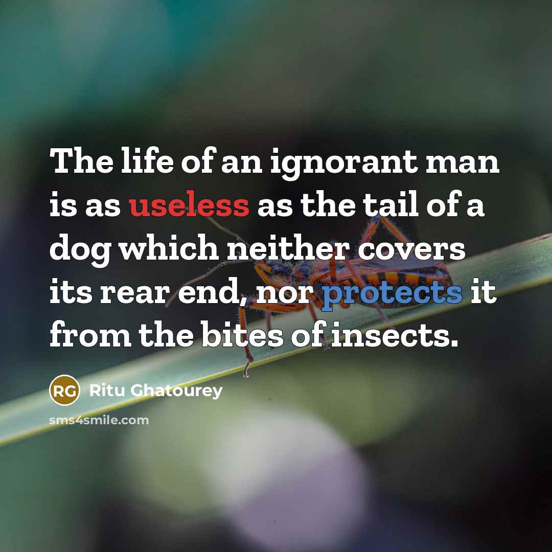 “The life of an ignorant man is as useless as the tail of a dog which neither covers its rear end, nor protects it from the bites of insects.” quote by Ritu Ghatourey