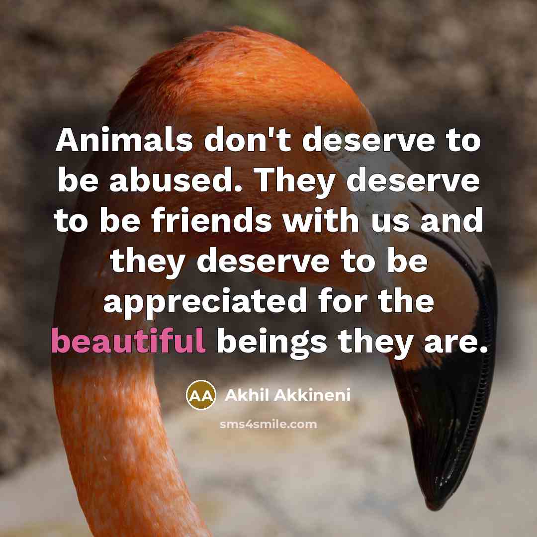“Animals don't deserve to be abused. They deserve to be…” quote by Akhil Akkineni