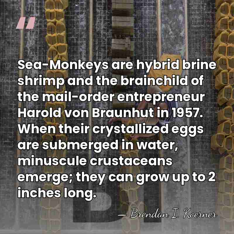 Sea-Monkeys are hybrid brine shrimp and the brainchild of the mail-order entrepreneur&hellip; - Brendan I. Koerner