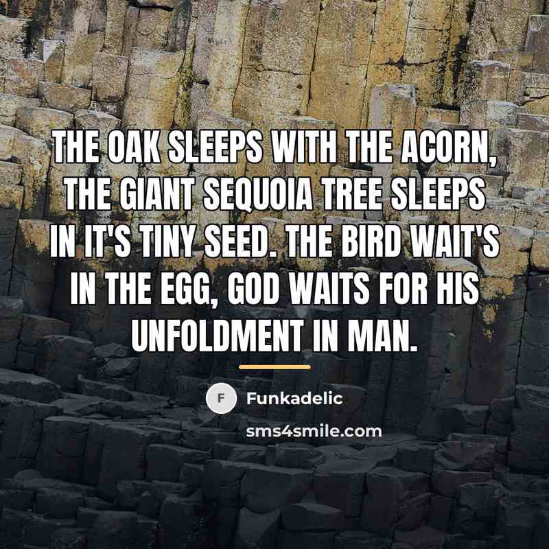“The oak sleeps with the acorn, the giant sequoia tree…” quote by Funkadelic