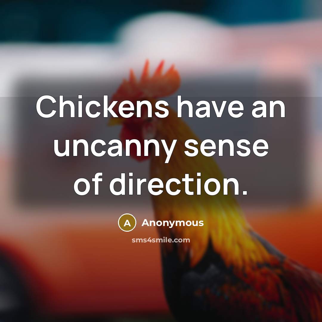 “Chickens have an uncanny sense of direction.…” quote by Anonymous