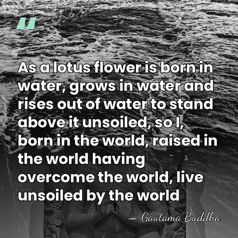 As a lotus flower is born in water, grows in water and&hellip; - Gautama Buddha