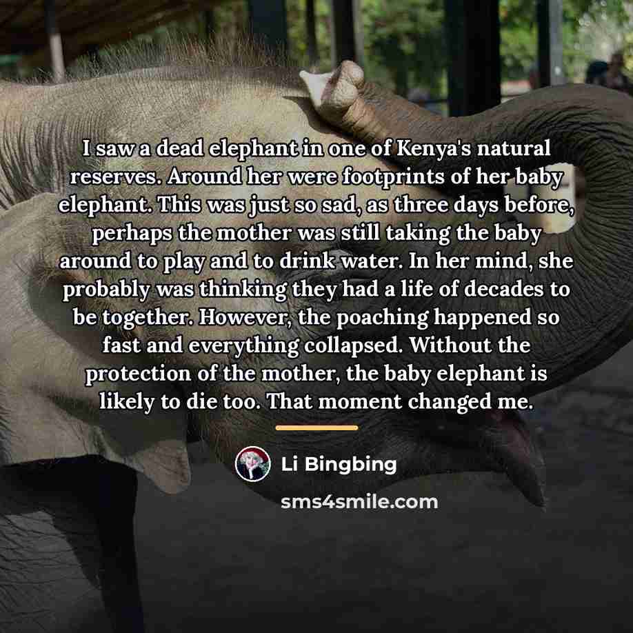 “I saw a dead elephant in one of Kenya's natural…” quote by Li Bingbing