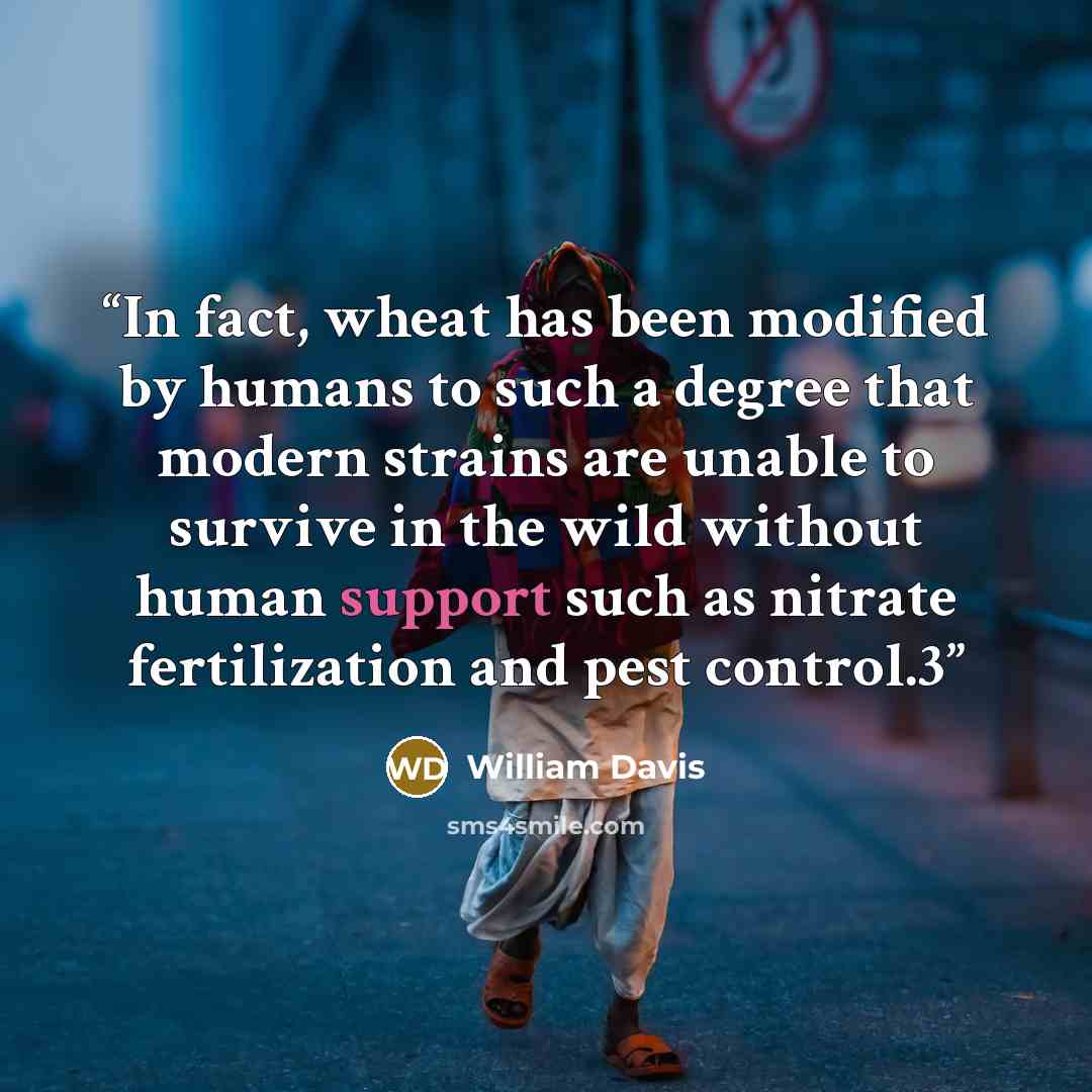 “In fact, wheat has been modified by humans to such a degree that modern strains are unable to survive in the wild without human support such as nitrate fertilization and pest control.3” quote by William Davis