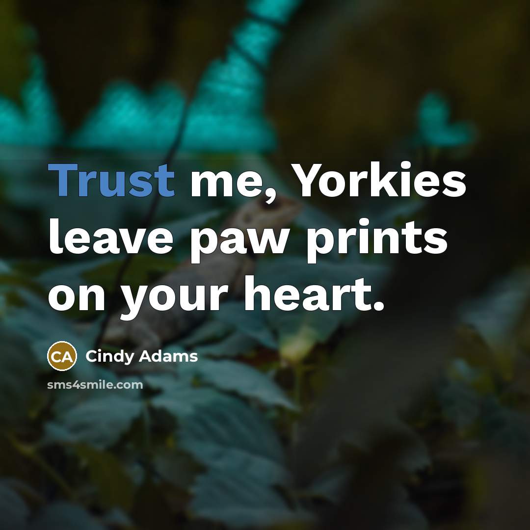 “Trust me, Yorkies leave paw prints on your heart.” quote by Cindy Adams