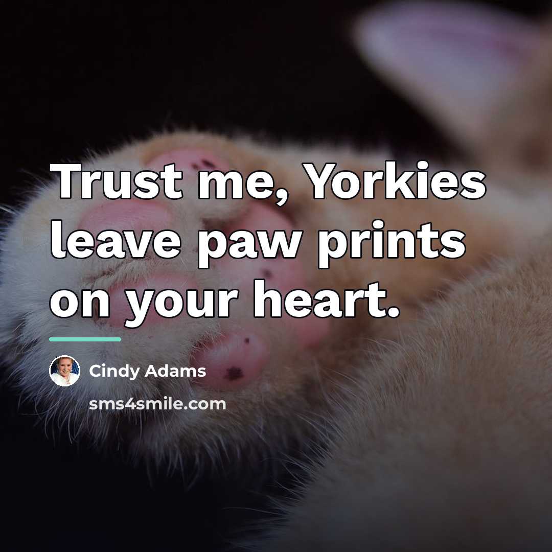 “Trust me, Yorkies leave paw prints on your heart.…” quote by Cindy Adams