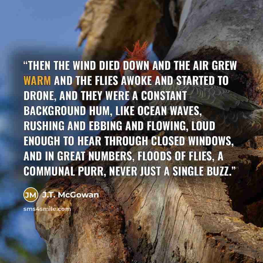 “Then the wind died down and the air grew warm and the flies awoke and started to drone, and they were a constant background hum, like ocean waves, rushing and ebbing and flowing, loud enough to hear through closed windows, and in great numbers, floods of flies, a communal purr, never just a single…” quote by J.T. McGowan